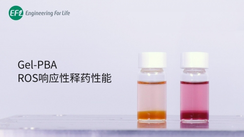 Gel-PBA ROS响应性释药性能