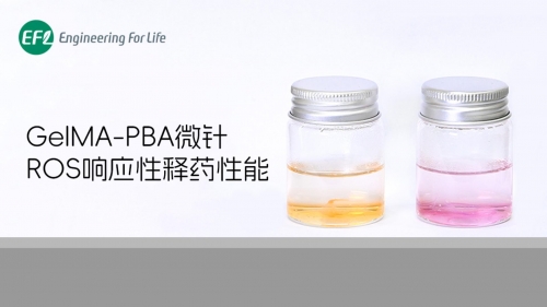 GelMA-PBA微针ROS响应性释药性能