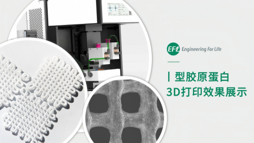 I型胶原蛋白3D打印效果