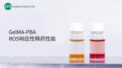 GelMA-PBA ROS响应性释药性能