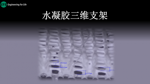 水凝胶三维支架打印