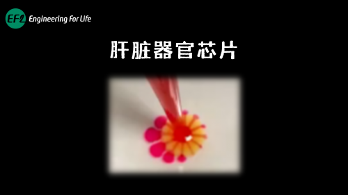 肝脏器官芯片