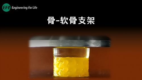 骨-软骨复合支架