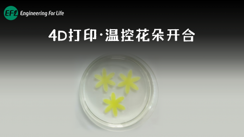 4D打印温控花朵开合