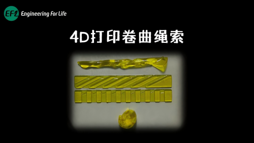 4D打印卷曲绳索