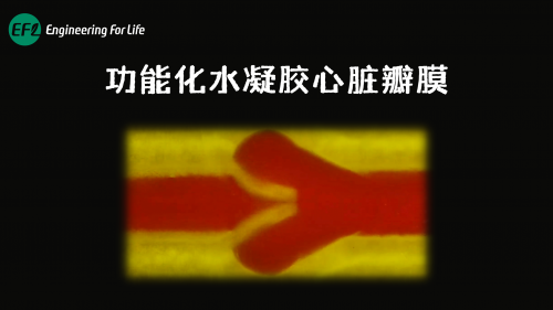 功能化水凝胶心脏瓣膜