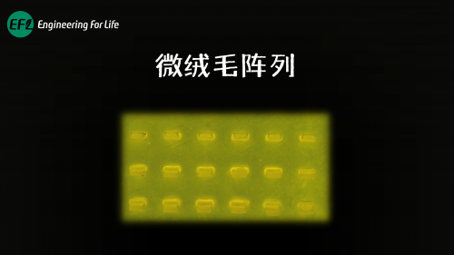 微绒毛阵列