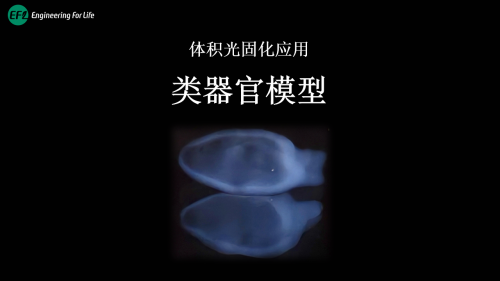 体积光固化制备类器官模型