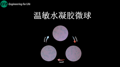 温敏性水凝胶微球