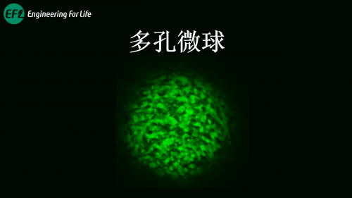 多孔水凝胶微球