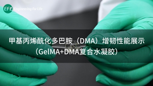 甲基丙烯酰化多巴胺（DMA）增韧性能展示（SilMA+DMA复合水凝胶）