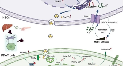 基质刚度如何驱动胰腺癌肝转移？南通大学附属医院《Advanced Science》：用 GelMA 复现肝纤维化硬度，揭示胰腺癌肝转移的新靶点