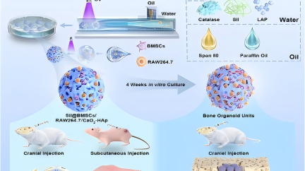 Advanced Science：SilMA微球搭出可塑形骨类器官，边供氧边调免疫