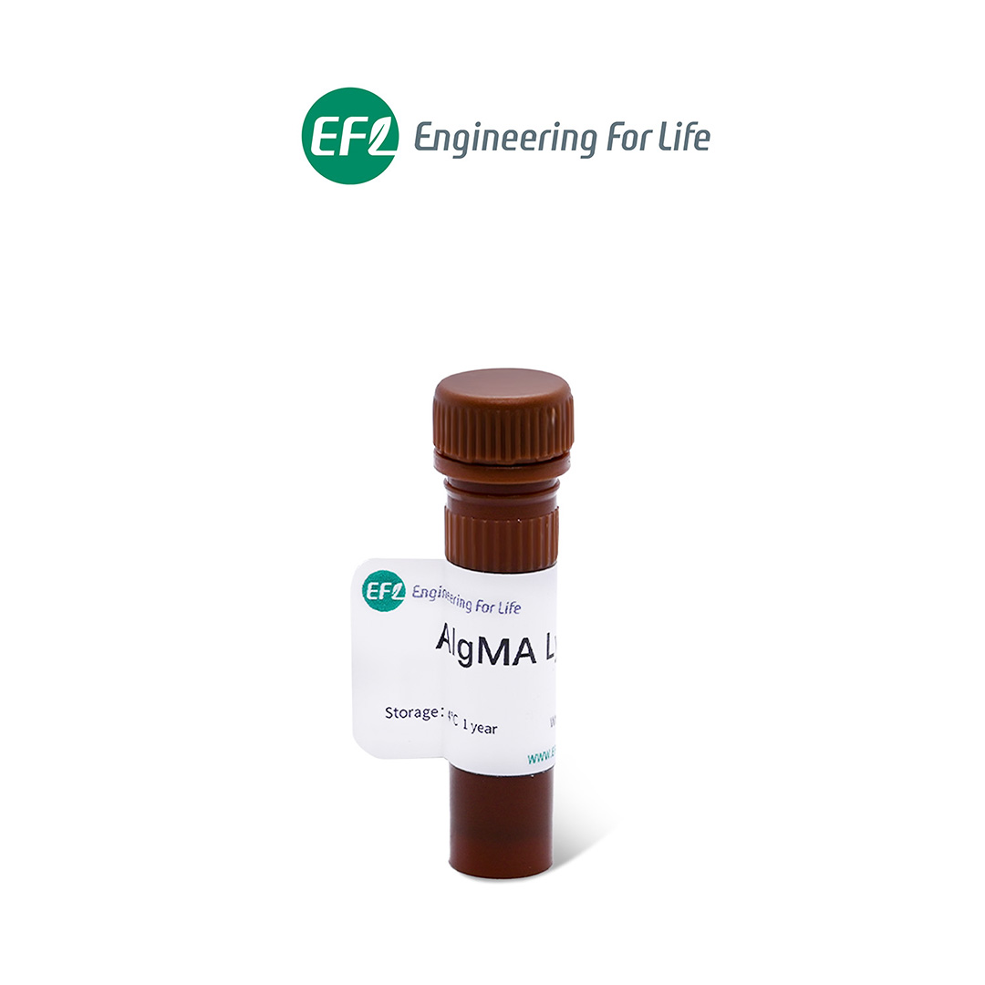 甲基丙烯酰化海藻酸钠裂解液（AlgMA裂解液）