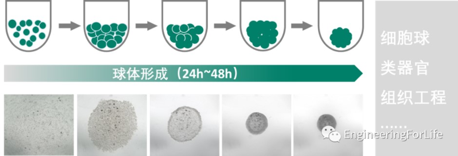 1782289211130348.jpg 图片5.jpg