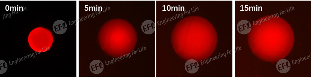 1748420910426772.jpg 图片3.jpg