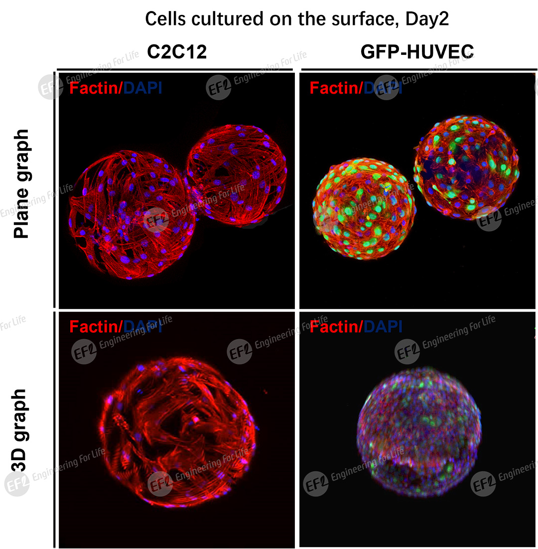 1748509858269541.jpg 图片4.jpg