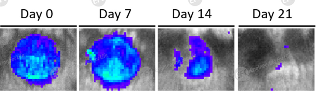 1750146641965624.jpg 图片6.jpg